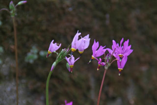 Dodecatheon meadia Twaalfgodenkruid bestellen